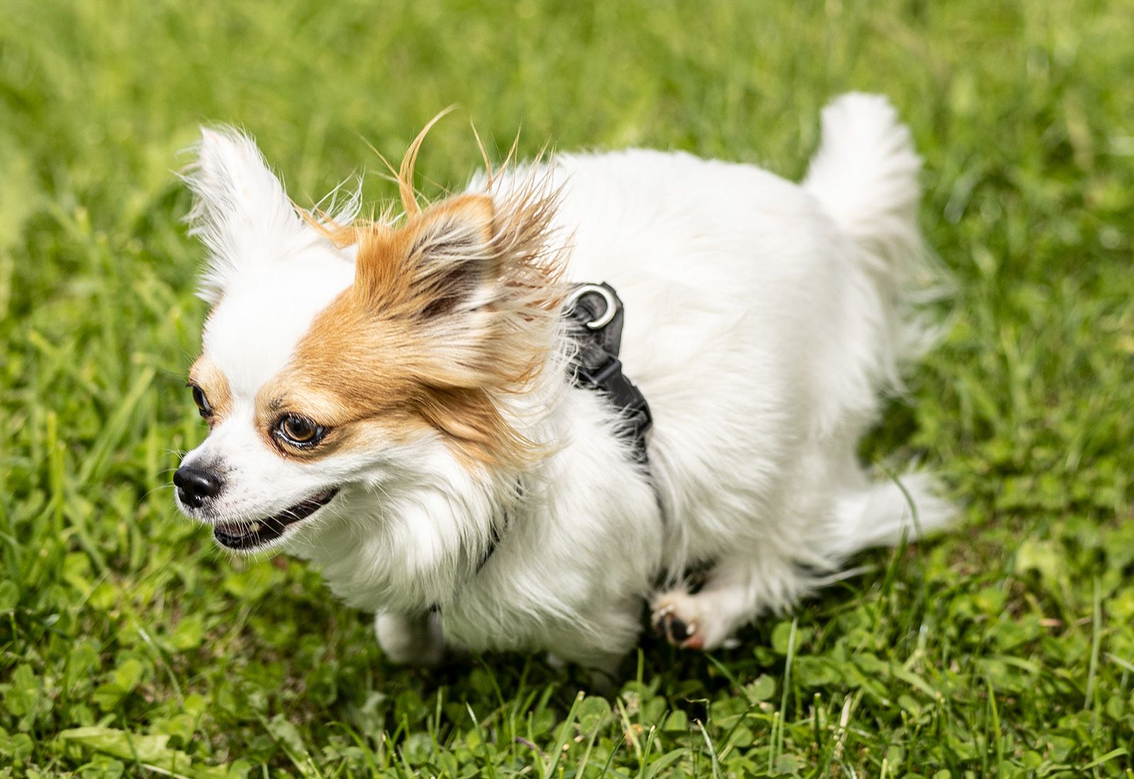 Chihuahua Lucky