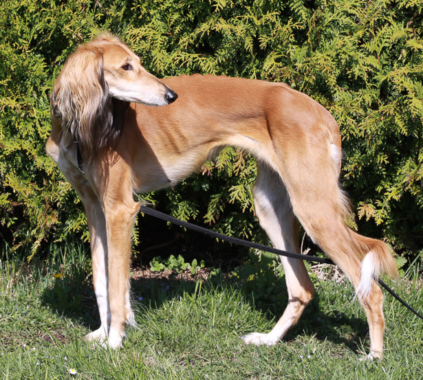 Der Saluki