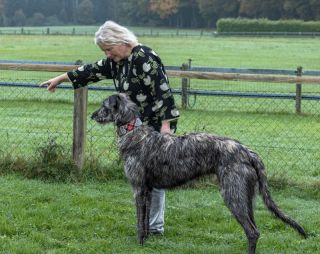 Arkindir Transylwahnjablood